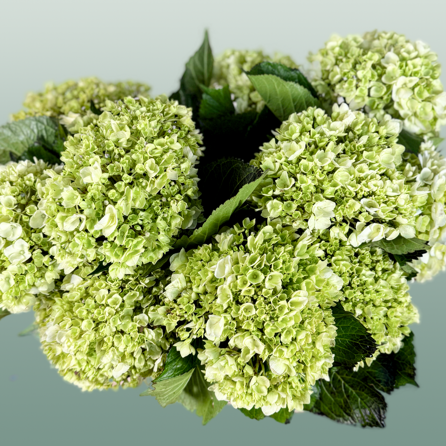 Hydrangea Equadorian Lima
