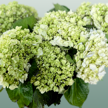 Hydrangea Equadorian Lima