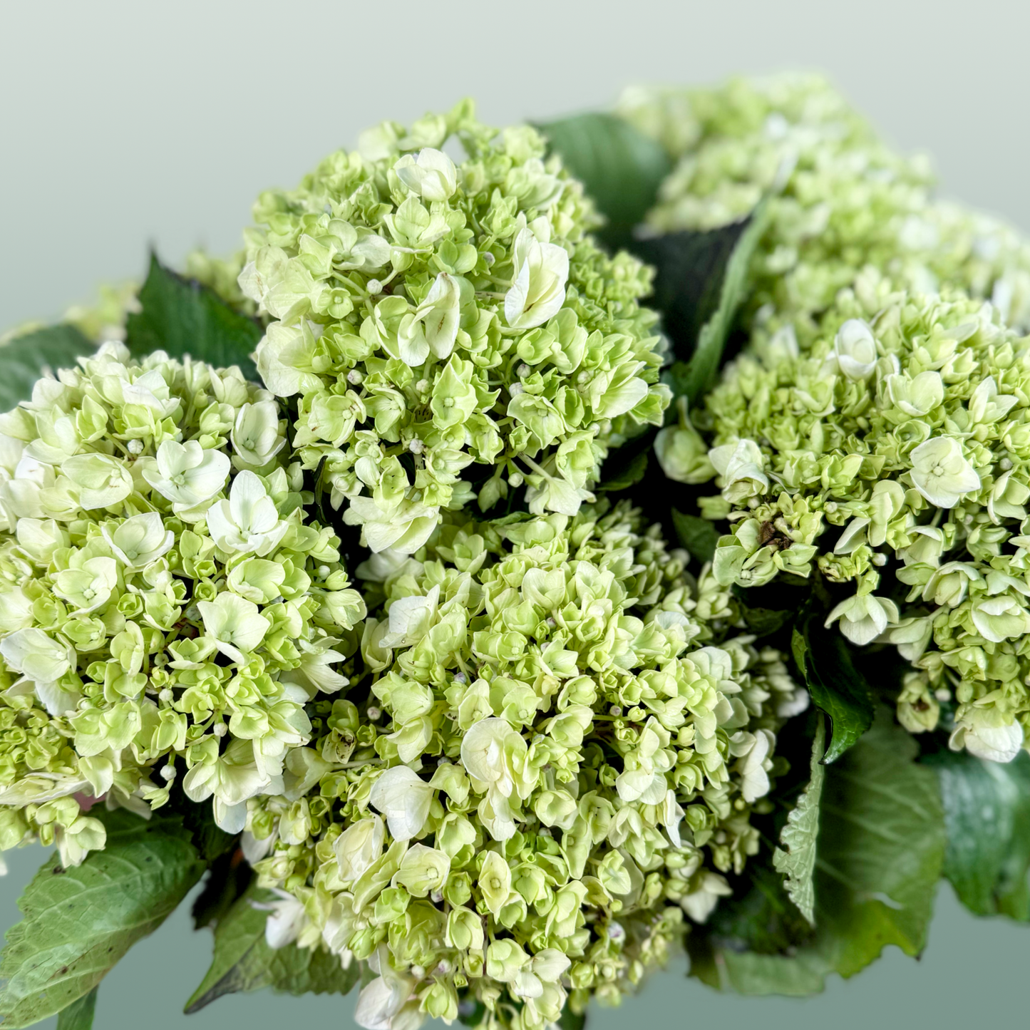 Hydrangea Equadorian Lima