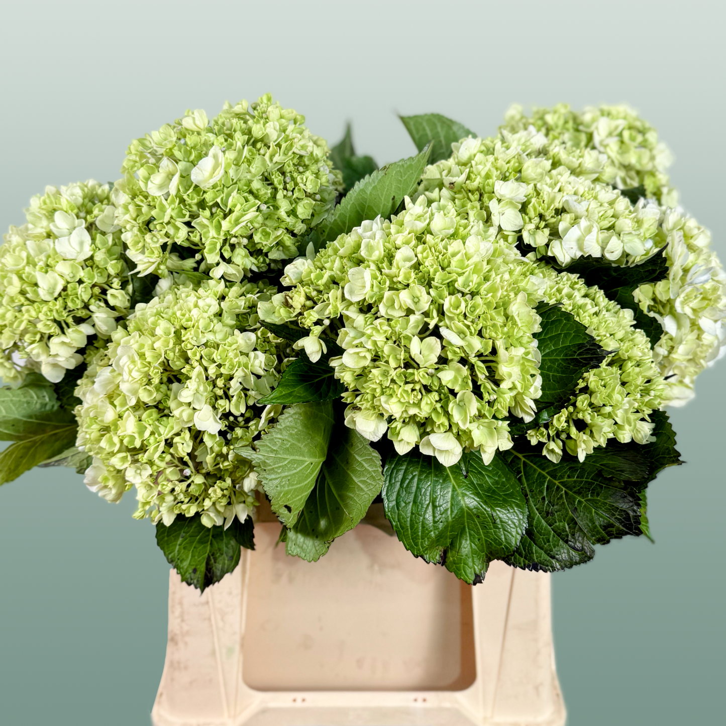 Hydrangea Equadorian Lima