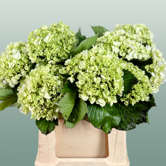 Hydrangea Equadorian Lima