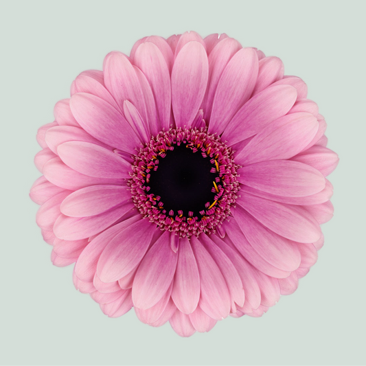 Germini Esmee (20 Stems)