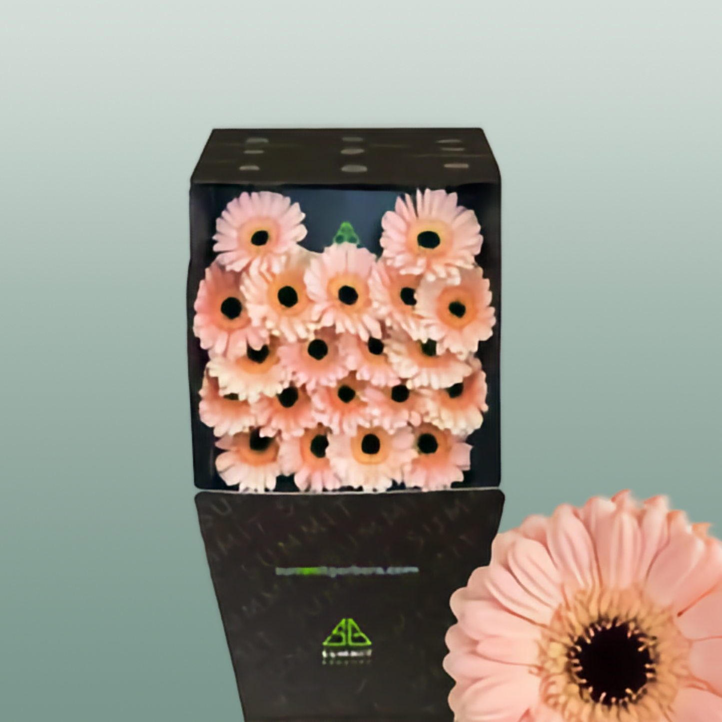 Germini Espresso (20 Stems)