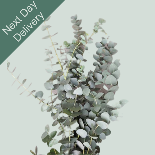 Dec Eucalyptus Cinerea - 5 Bunches (Next Day)