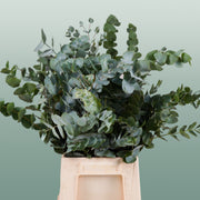 Eucalyptus Cinerea