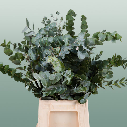 Dec Eucalyptus Cinerea (5 Bunches)