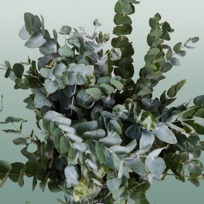 GR Eucalypthus Cinerea (5 Bunches)