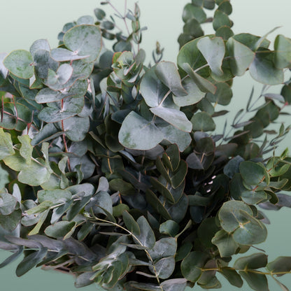 GR Eucalypthus Cinerea (5 Bunches)