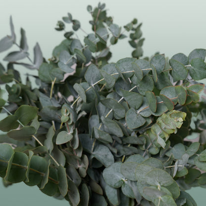GR Eucalypthus Cinerea (5 Bunches)