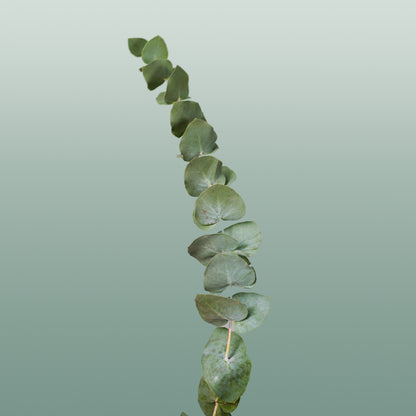 GR Eucalypthus Cinerea (5 Bunches)