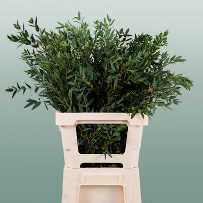 GR Eucalypthus Parvifolia (5 Bunches)