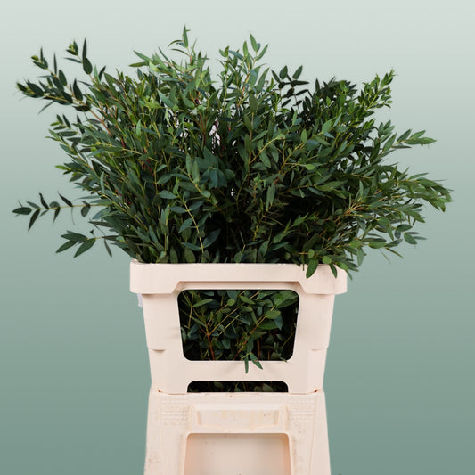 Dec Eucalyptus Parvifolia (5 Bunches)