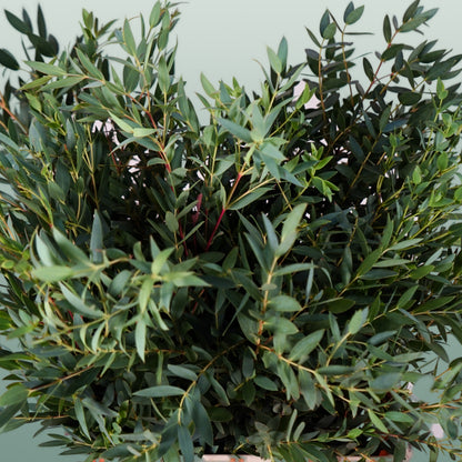 GR Eucalypthus Parvifolia (5 Bunches)
