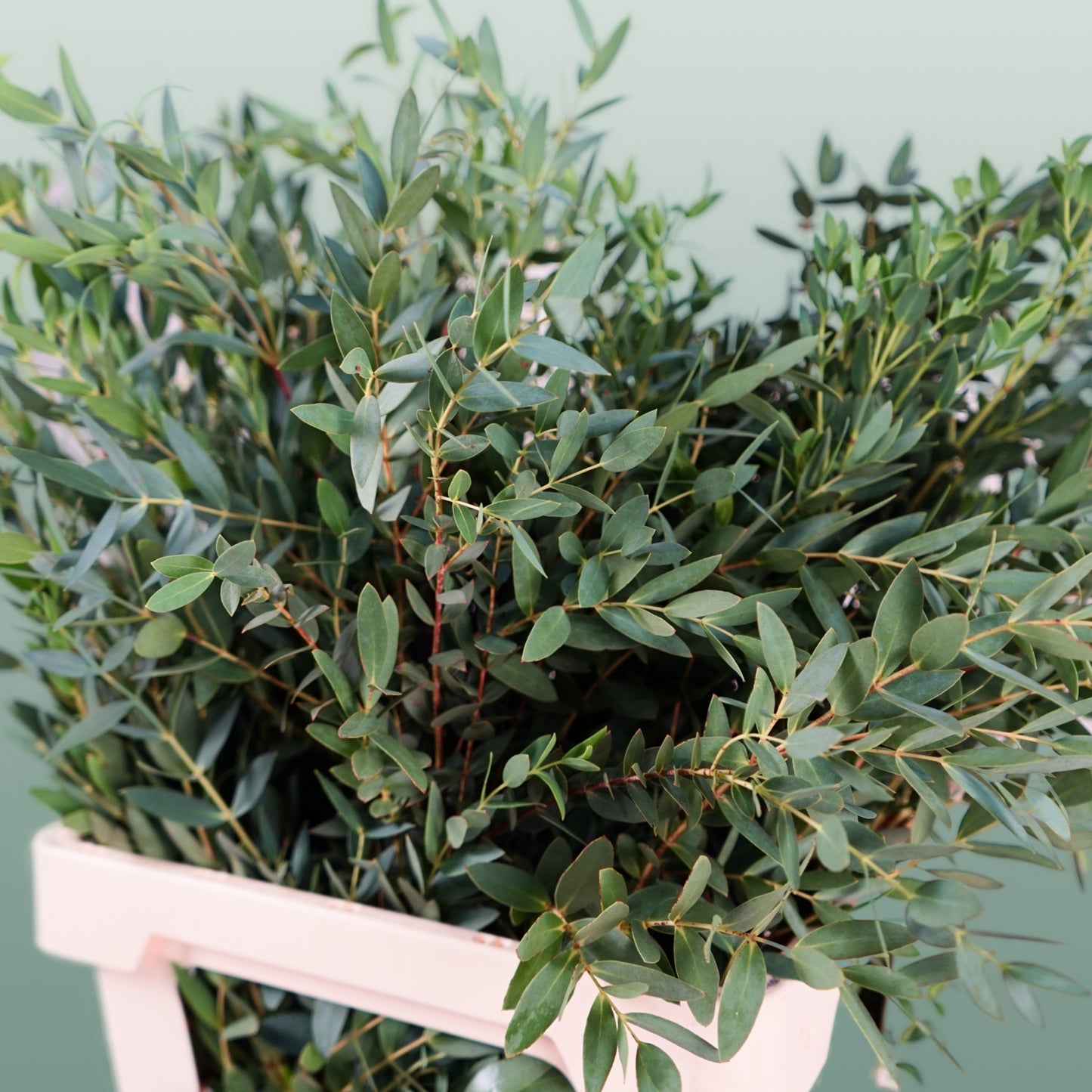Dec Eucalyptus Parvifolia (5 Bunches)
