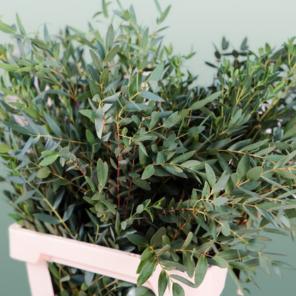 GR Eucalypthus Parvifolia (5 Bunches)