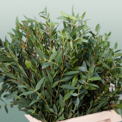 GR Eucalypthus Parvifolia (5 Bunches)