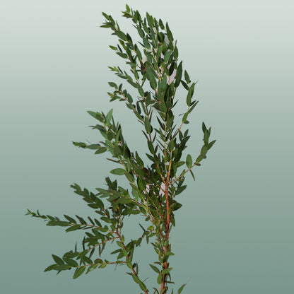 GR Eucalypthus Parvifolia (5 Bunches)