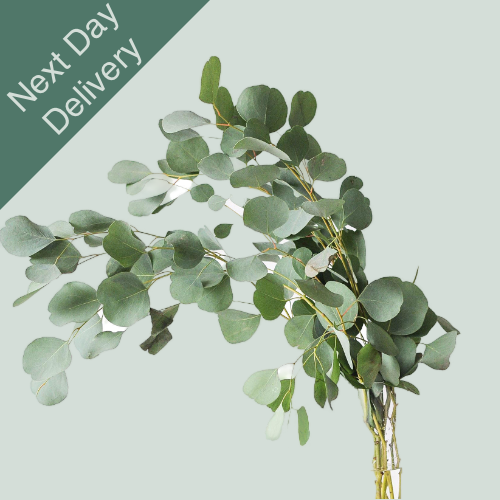 Dec Eucalyptus Populus - 5 Bunches (Next Day)