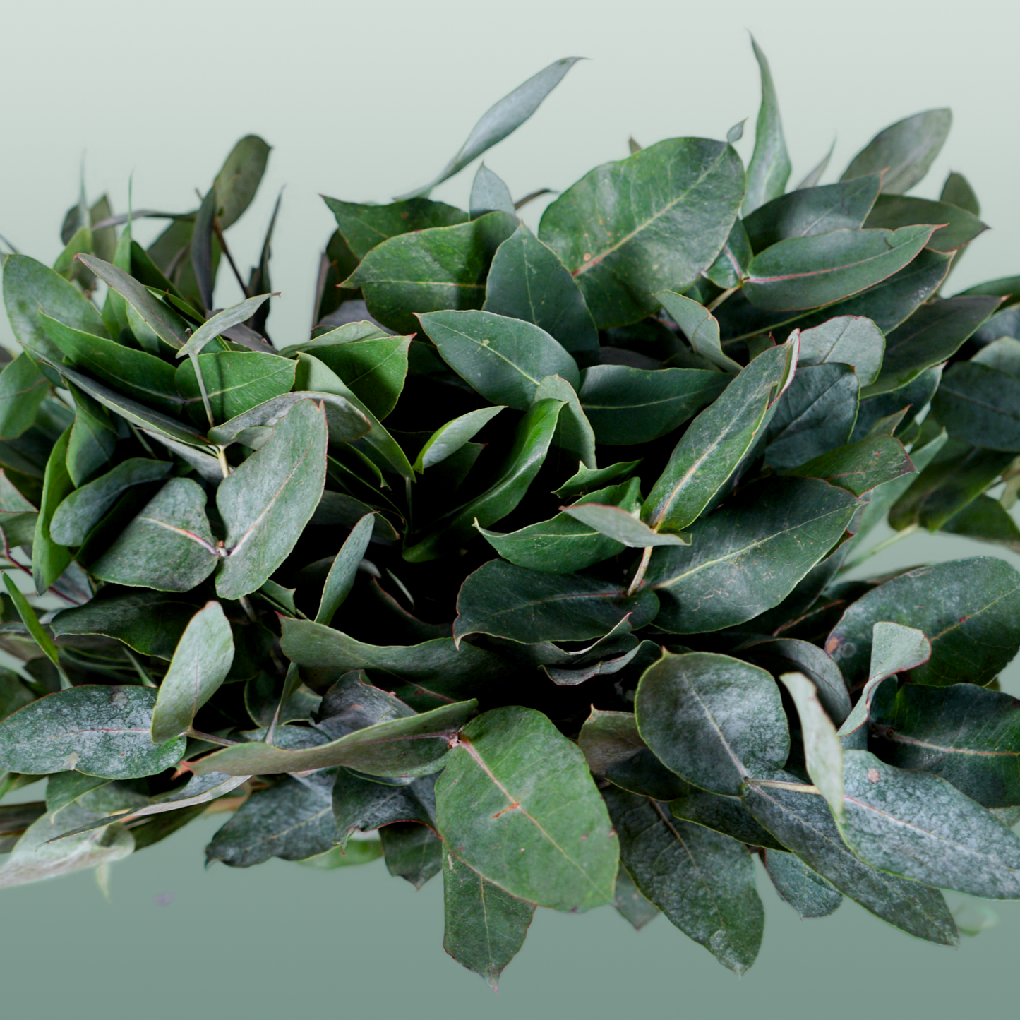 GR Eucalypthus Robusta (5 Bunches)