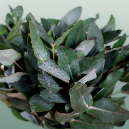 GR Eucalypthus Robusta (5 Bunches)