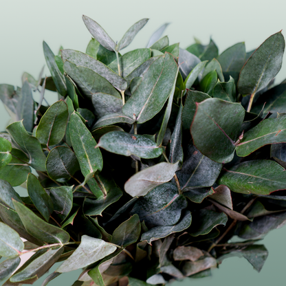 GR Eucalypthus Robusta (5 Bunches)