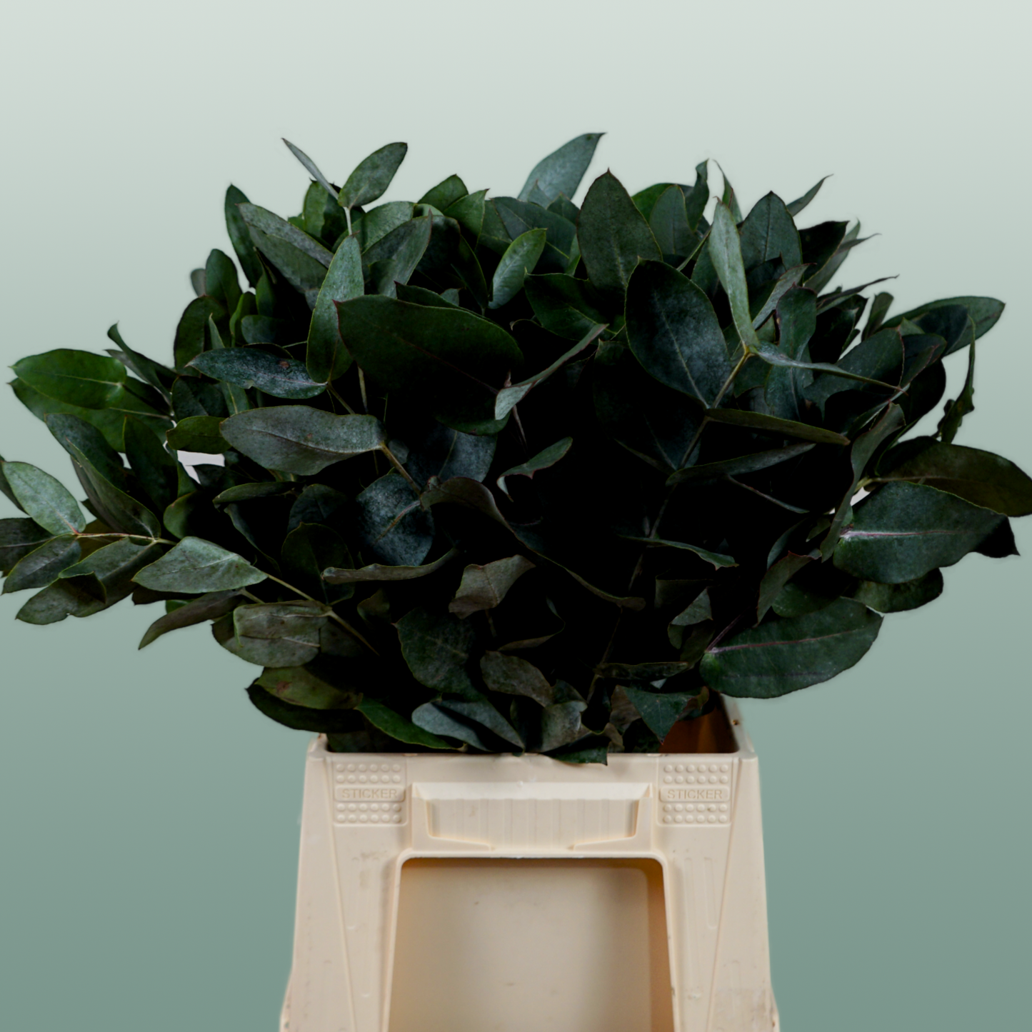 GR Eucalypthus Robusta (5 Bunches)