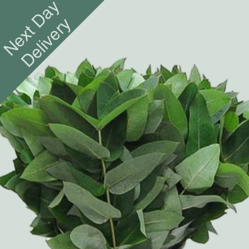 Dec Eucalyptus Robusta - 5 Bunches (Next Day)