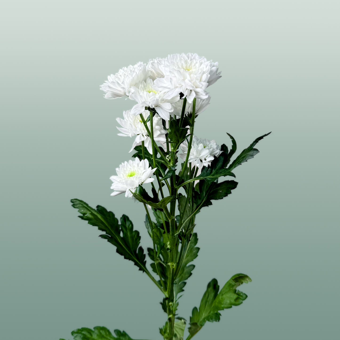 Chrysanthemum Spray Euro