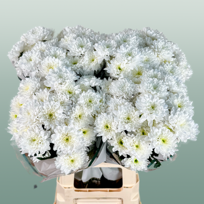 Chrysanthemum Spray Euro