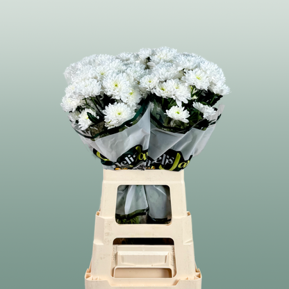 Chrysanthemum Spray Euro