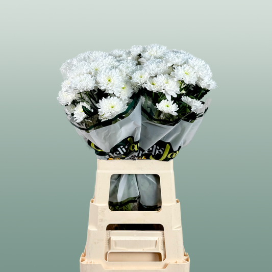 Chrysanthemum Spray Euro