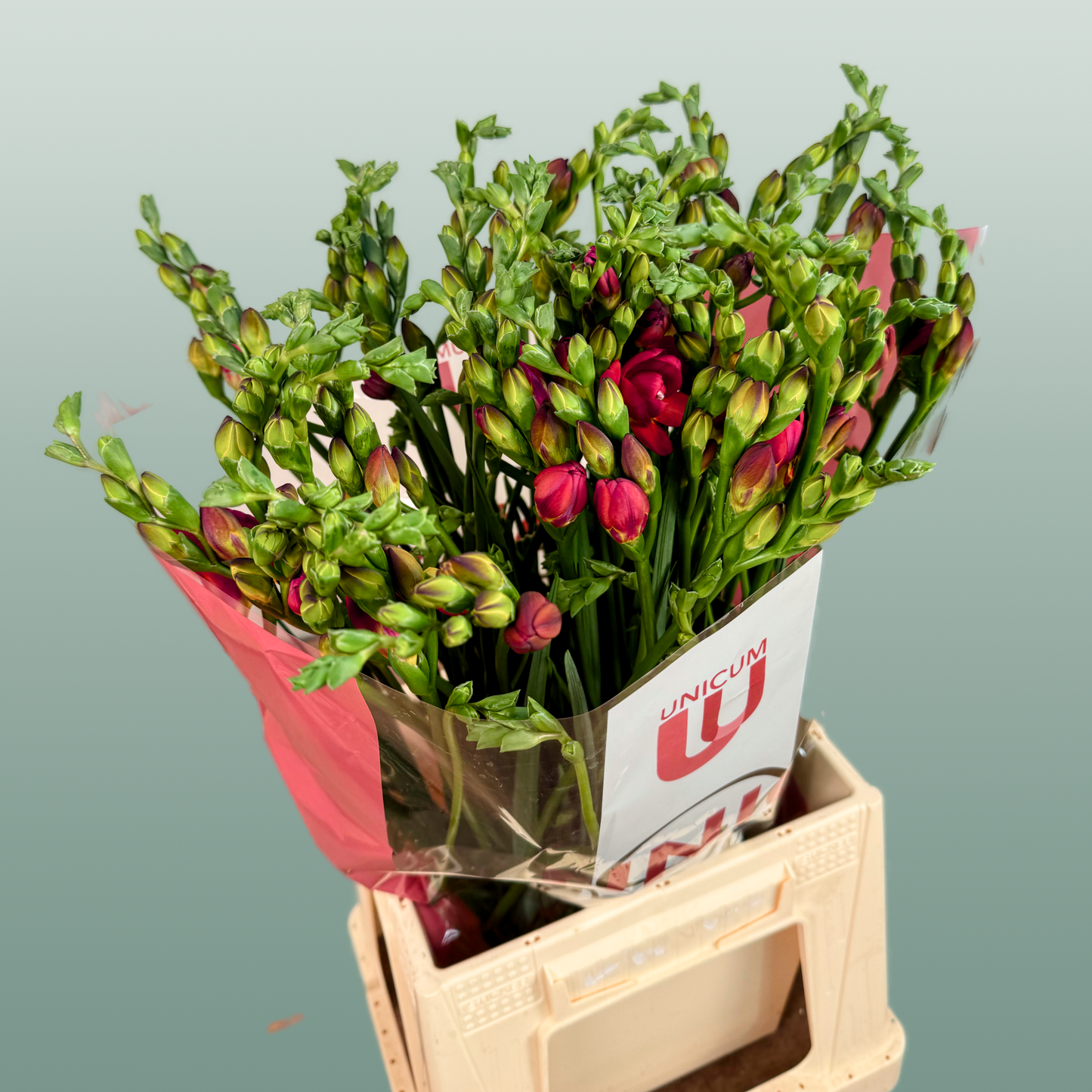 Freesia Expression