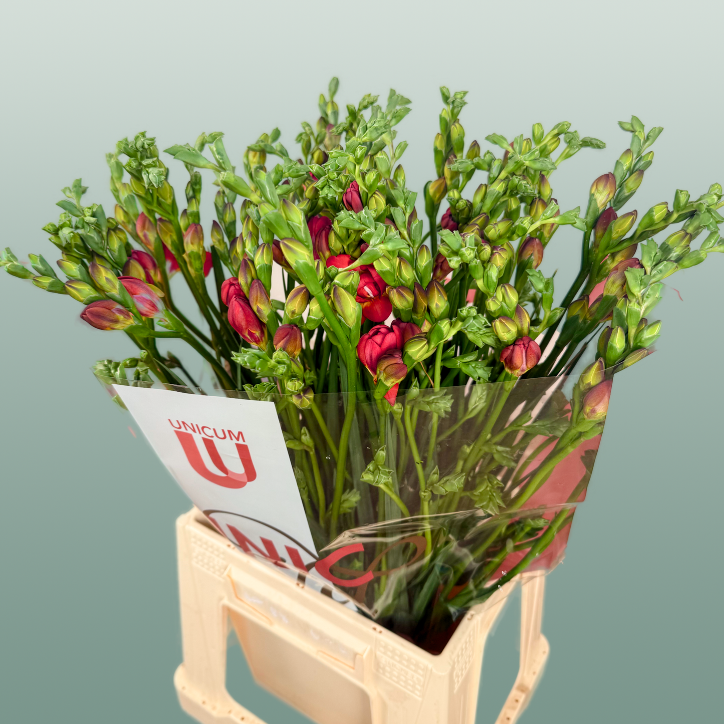 Freesia Expression