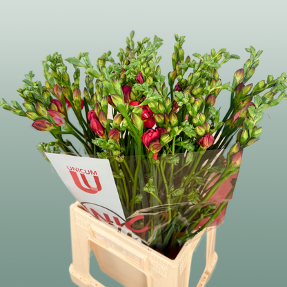 Freesia Expression
