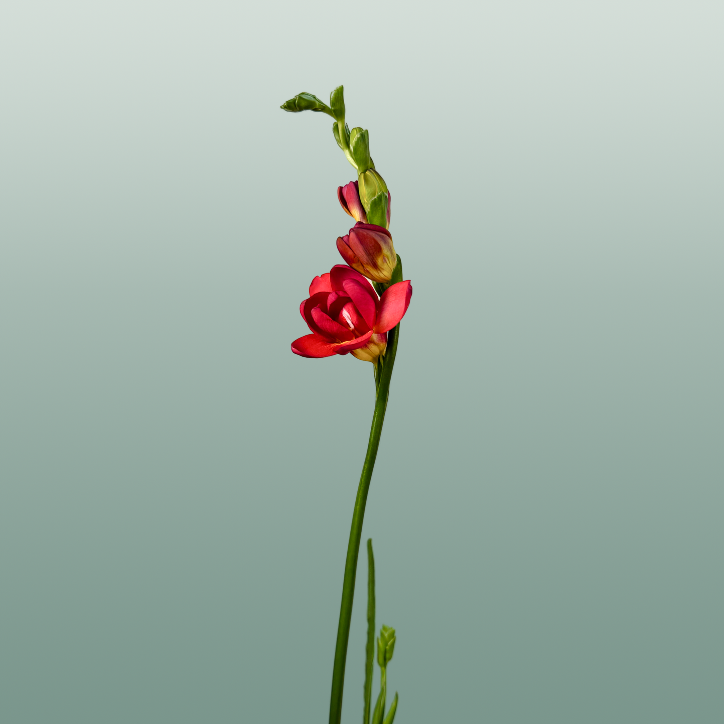 Freesia Expression