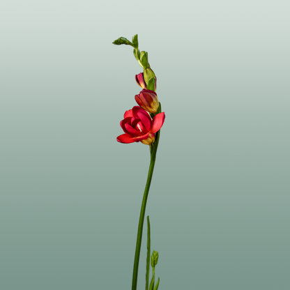 Freesia Expression