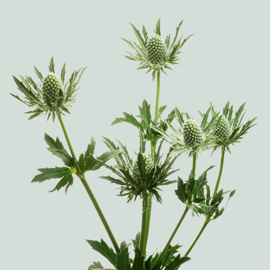 Eryngium Sirius Questar (Thistle)