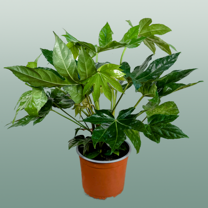 Fatsia Japonica