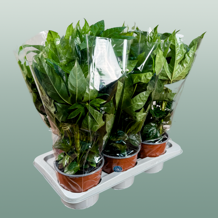 Fatsia Japonica