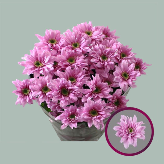 Chrysanthemum Fianna (20 Stems)