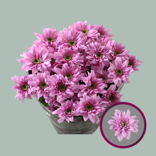 Chrysanthemum Spray Fianna
