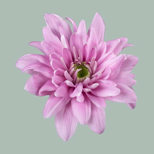 Chrysanthemum Spray Fianna (20 Stems)