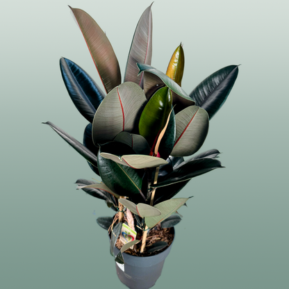 Ficus El Abidjan 3pp