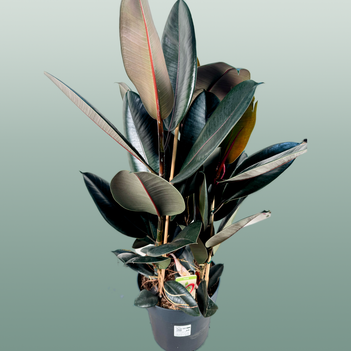 Ficus El Abidjan 3pp