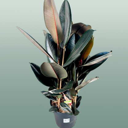 Ficus El Abidjan 3pp