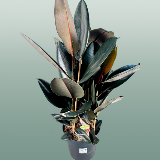 Ficus El Abidjan 3pp