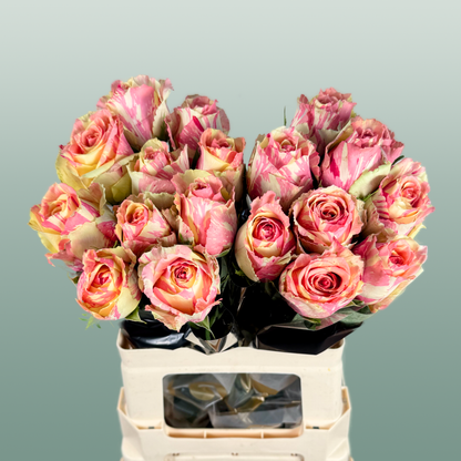 Rose Fiesta
