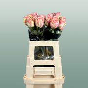 Rose Fiesta