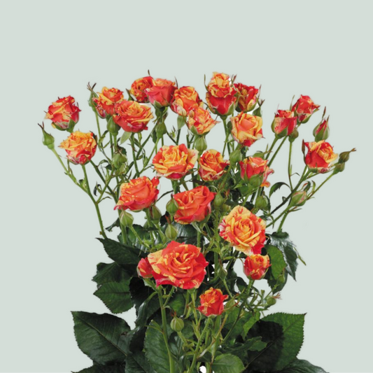 Rose Fire Flash (Spray) (10 Stems)