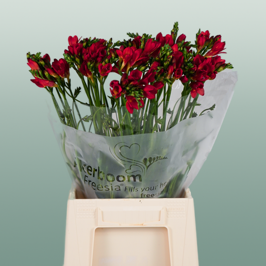 Freesia Fireball